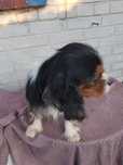 Cawalier king charles spaniel