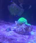 Rocha viva com coral Green star polyps