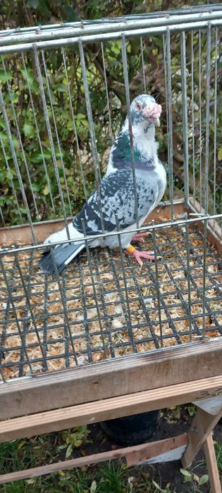 Gołębie staropolskie