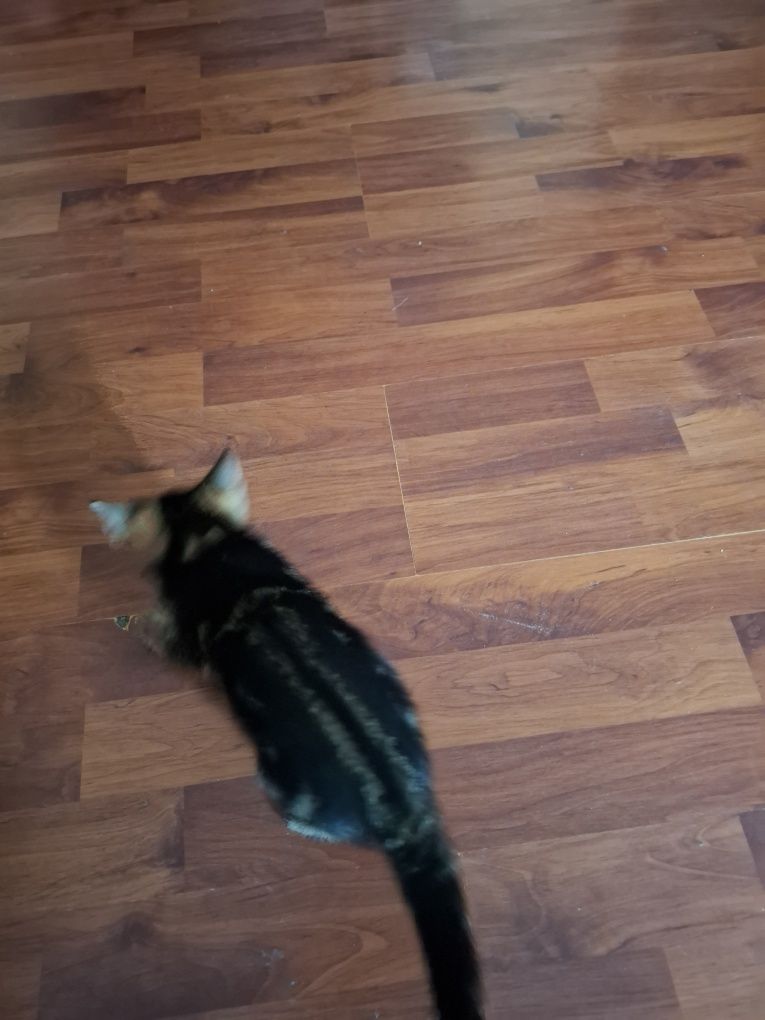 Котик безкоштовно