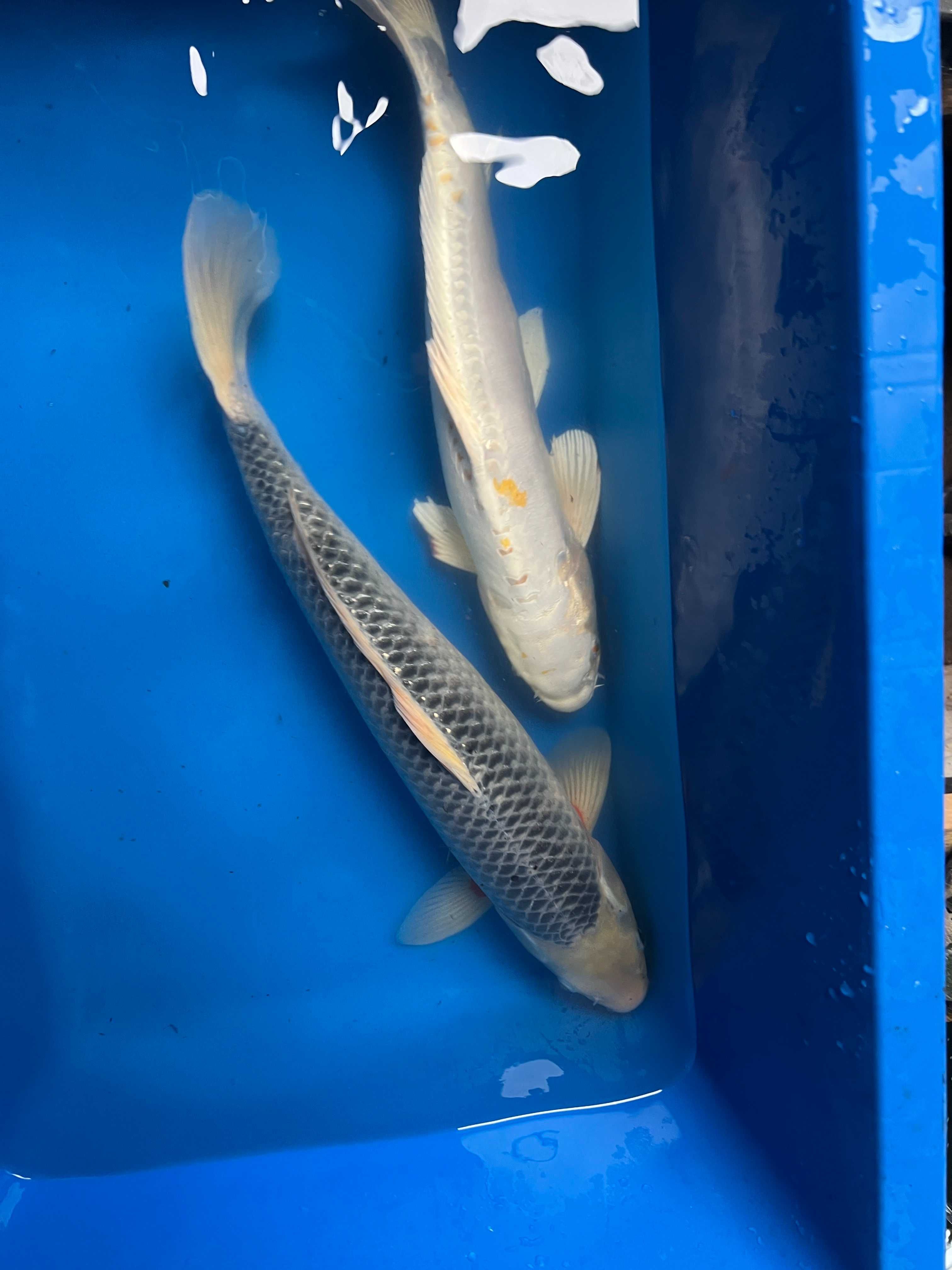 Oryginalne Karpie Koi