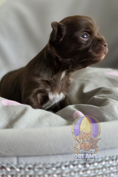 Chihuahua **Długowłosa Sunia **Do Rezerwacji