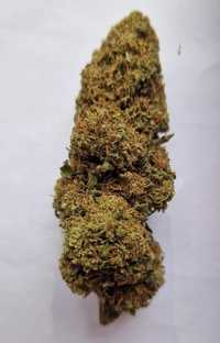 Lemon Haze Susz CBD mega boby  20 gram