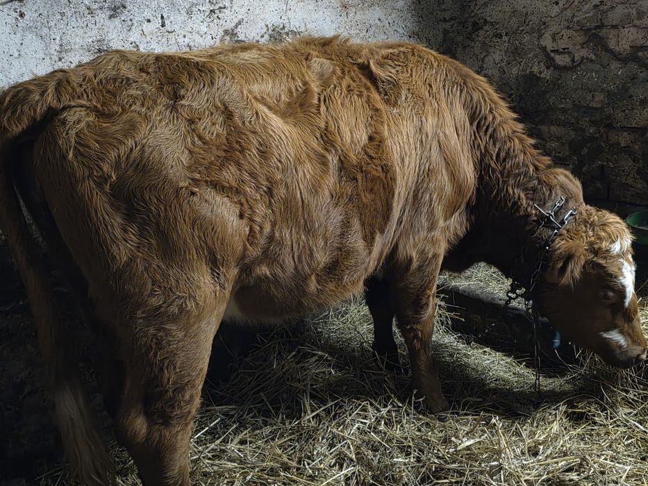 Jałówka mięsna liemousine