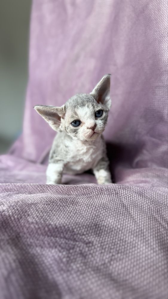 Devon rex kocurek o niebieskich oczach