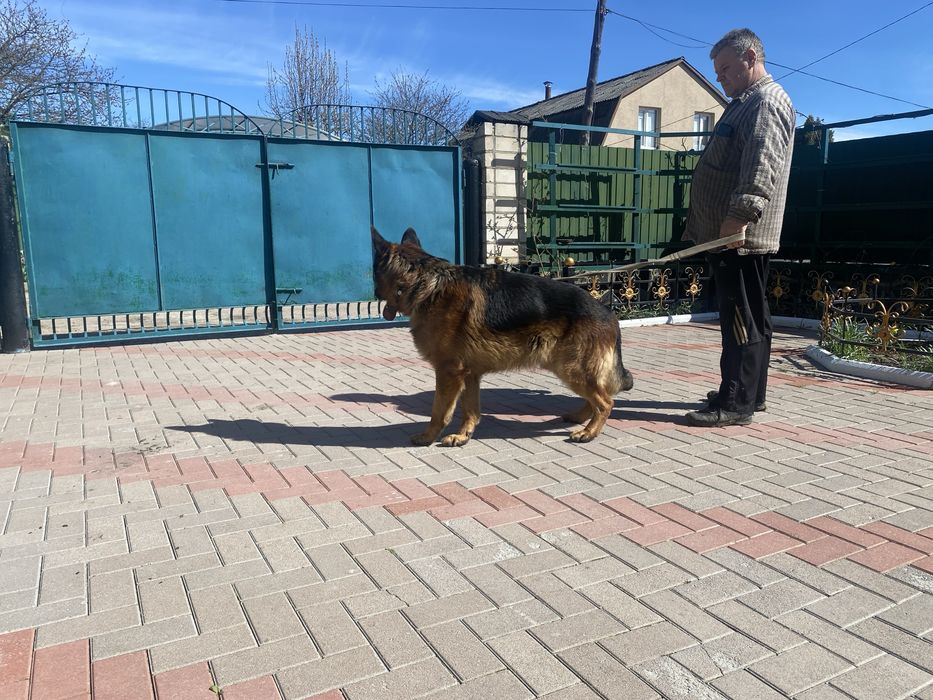 Для Вязок Німецька вівчарка Розвязаний