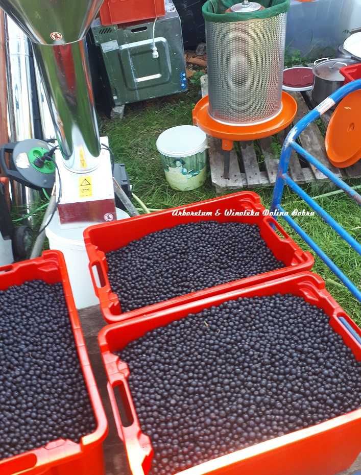 Sadzonka winorośli odmiana deserowa