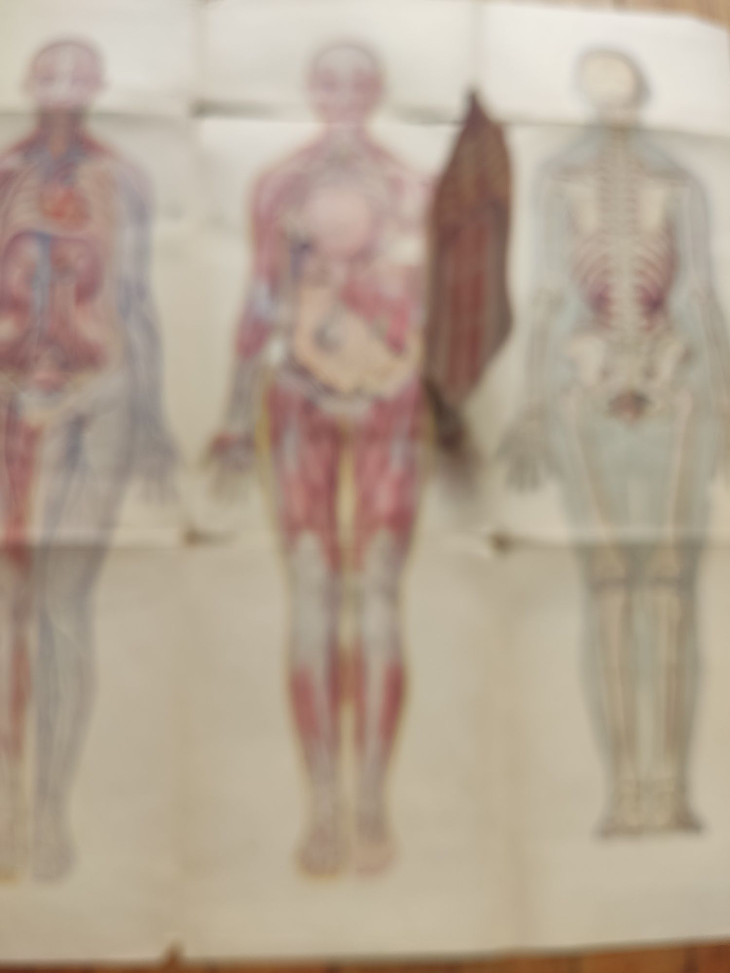 Tablice anatomiczne Kobieta