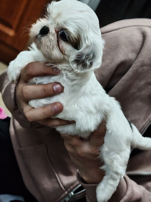 Piękny Shih Tzu z rodowodem
