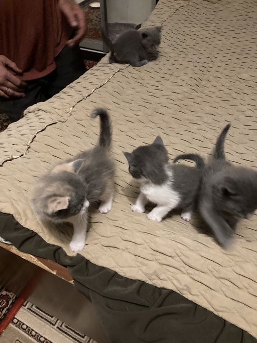 Бесптатно отдам Котят