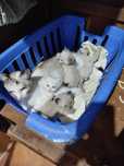 Gatinhos bebes para adoção