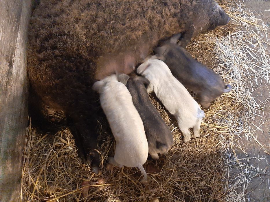 Поросята Венгерської Мангалиці