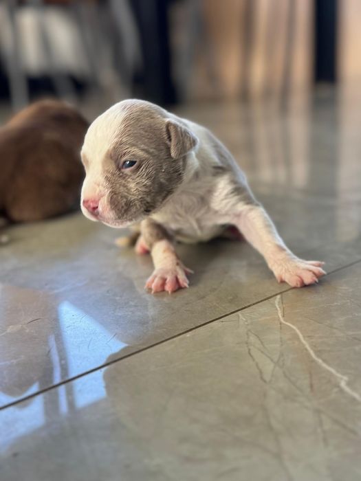 Piękny Piesek American Bully