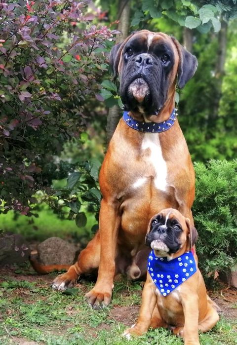 Szczeniak bokser - piękny piesek do odbioru  w Mikołajki