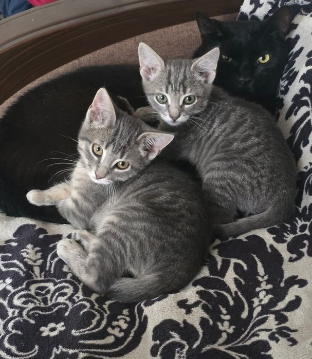 Кошеня шукає  дім.