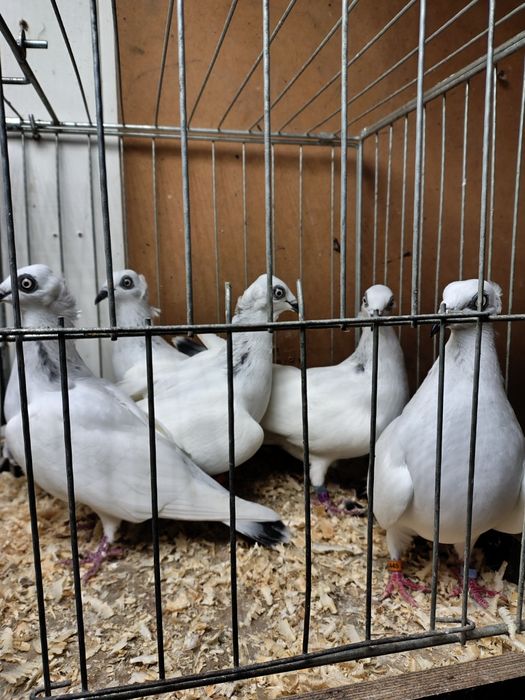 Jasne Łomżyński koroniate