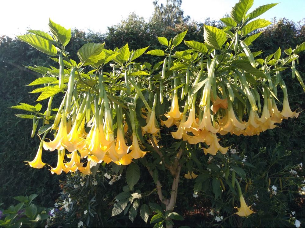 Datura 150 cm biała różowa pomaranczowa zołta