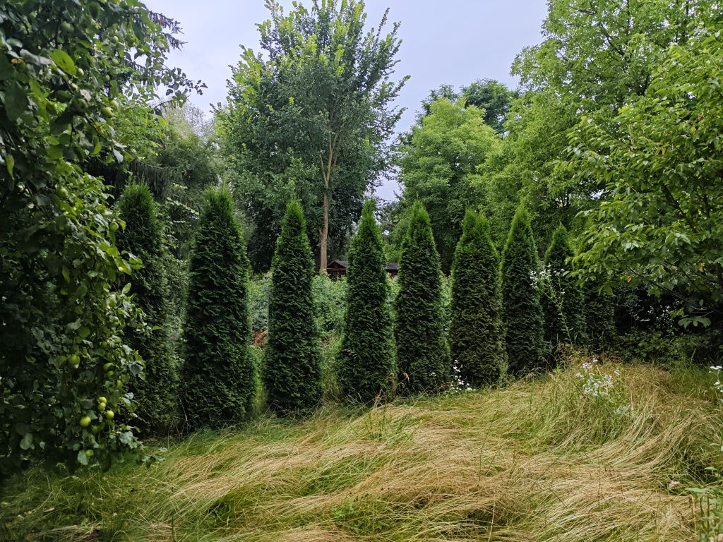 Rezerwacja Tuja szmaragd 2m - 2,5m 38 sztuk