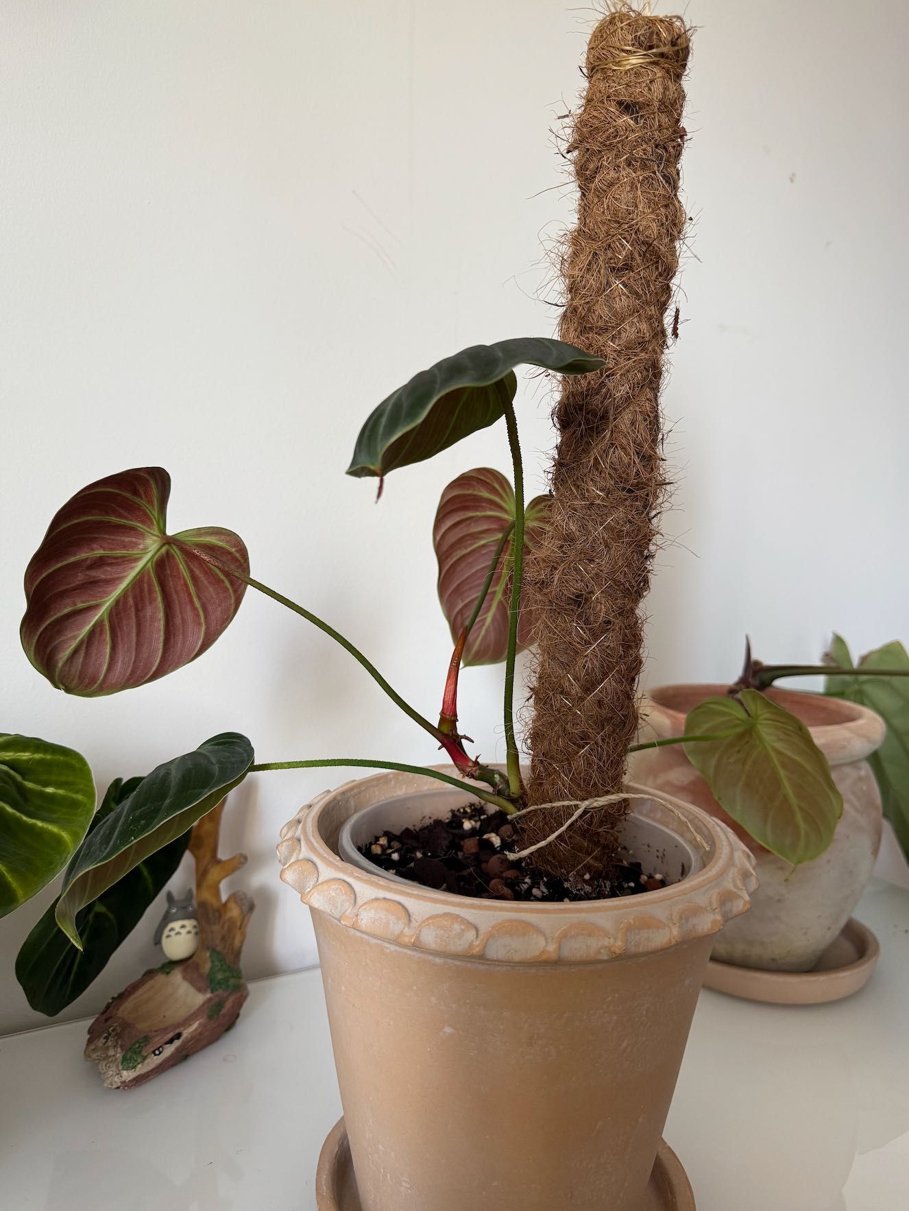Philodendrom El Choco Red