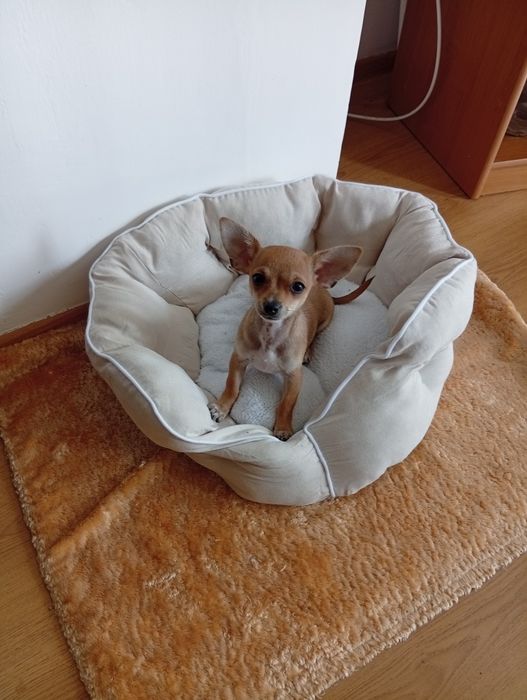 Chihuahua gotowy na zmianę domu