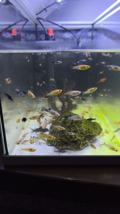 Peixes Jovens Variados - Água doce, fria e quente