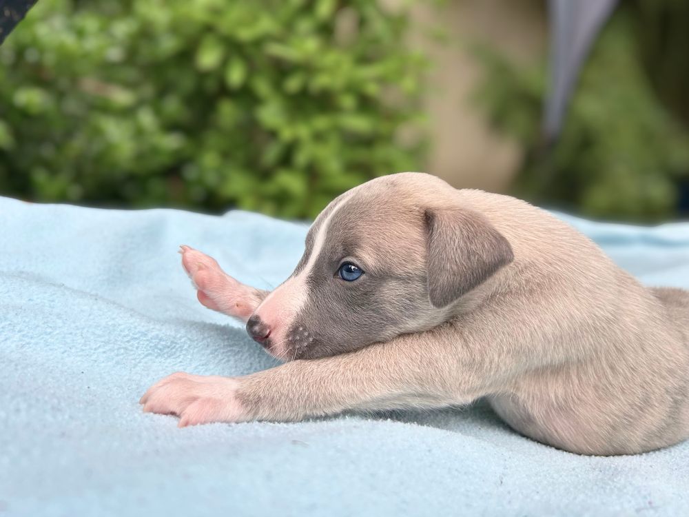 Whippet chart angielski