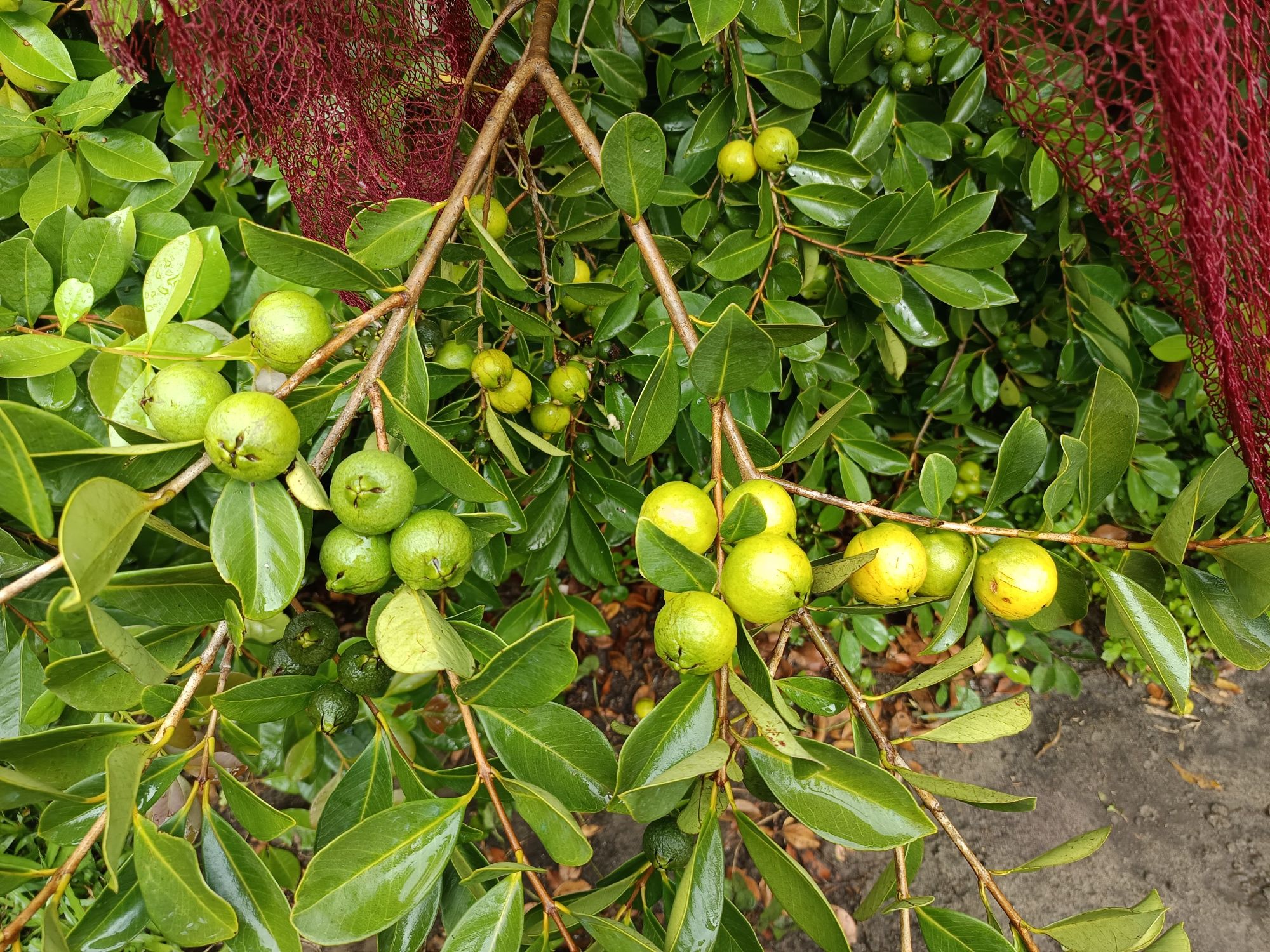 Araçás de cor amarela e vermelha