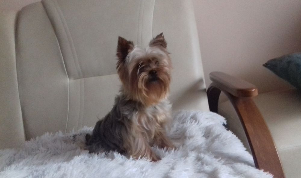 York sunia dwumiesięczna