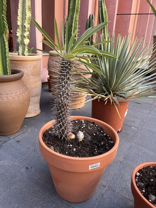 Palmeira de Madagascar Pachypodium Lamerei