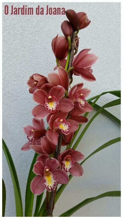 Orquídeas (Haste Floral)