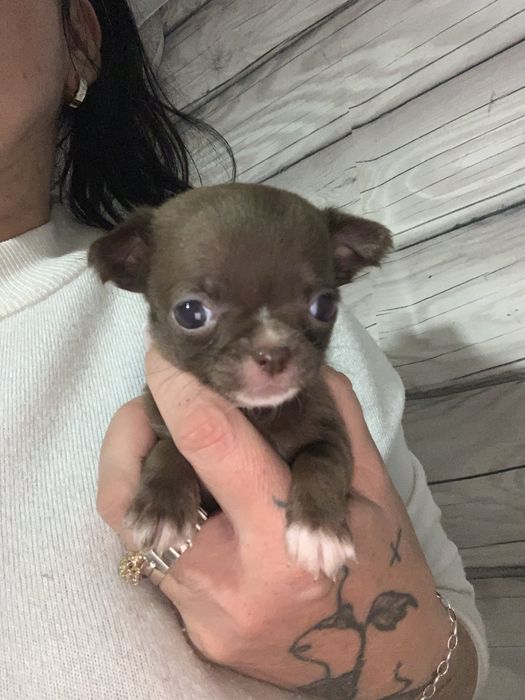 Dziewczynka chihuahua