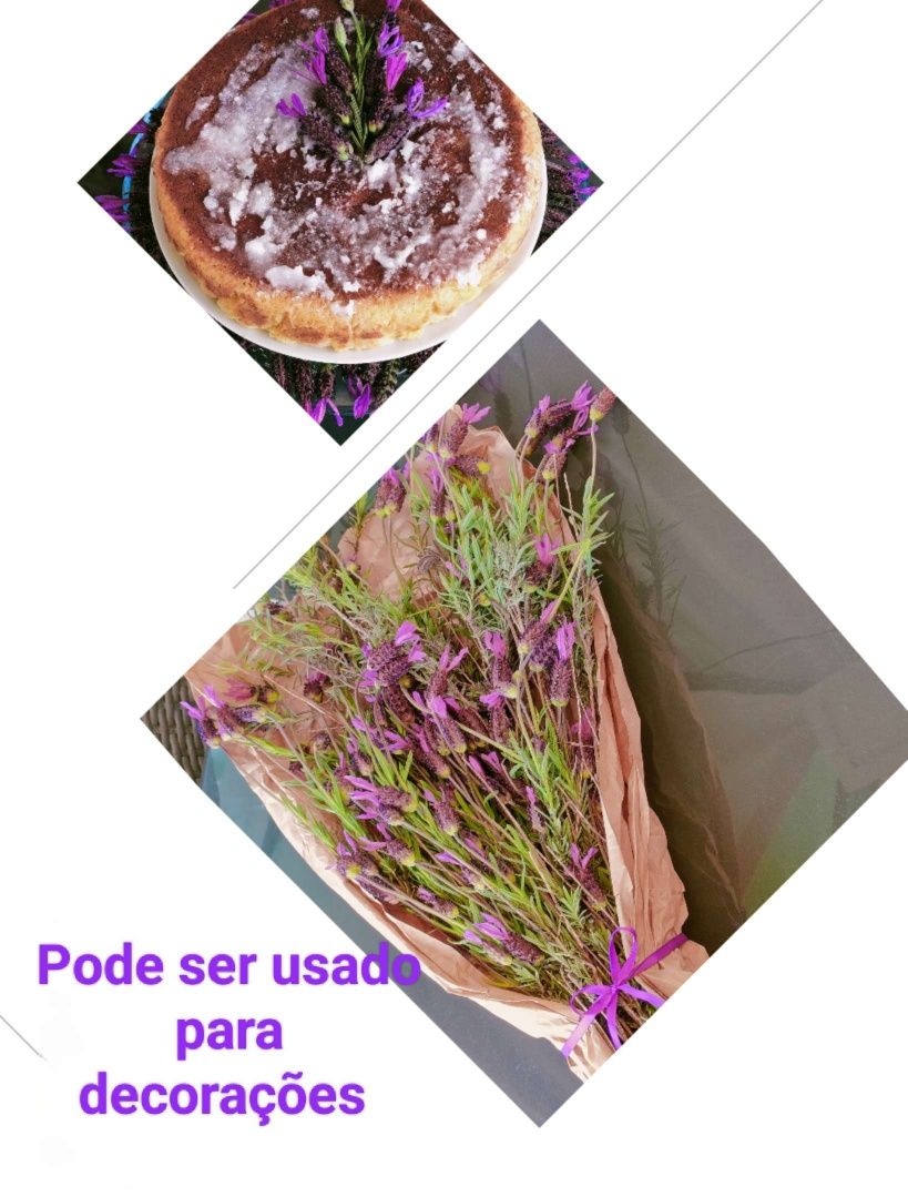 Planta de Lavanda Espanhola/Rosmaninho/ Alecrim, Flor Spanish Lavender