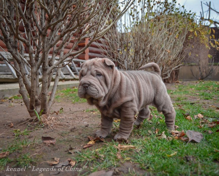 Шар-Пеі   VIP цуценята