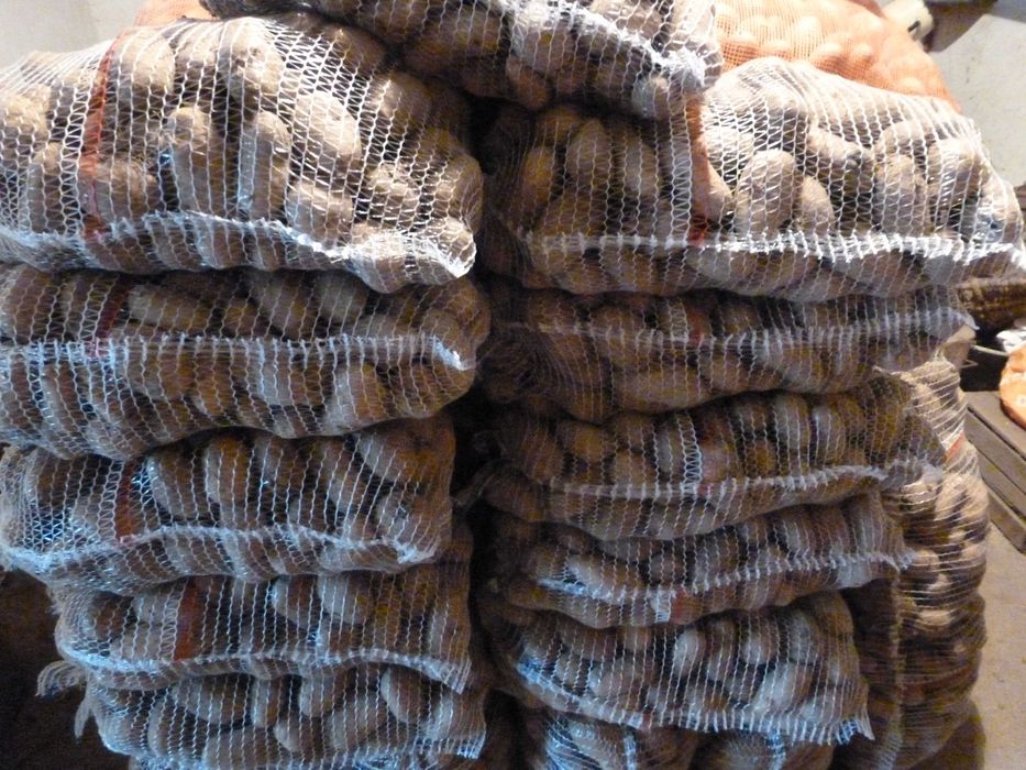 Ziemniaki Irga, Catania, Irys - około 500 kg każdej odmiany