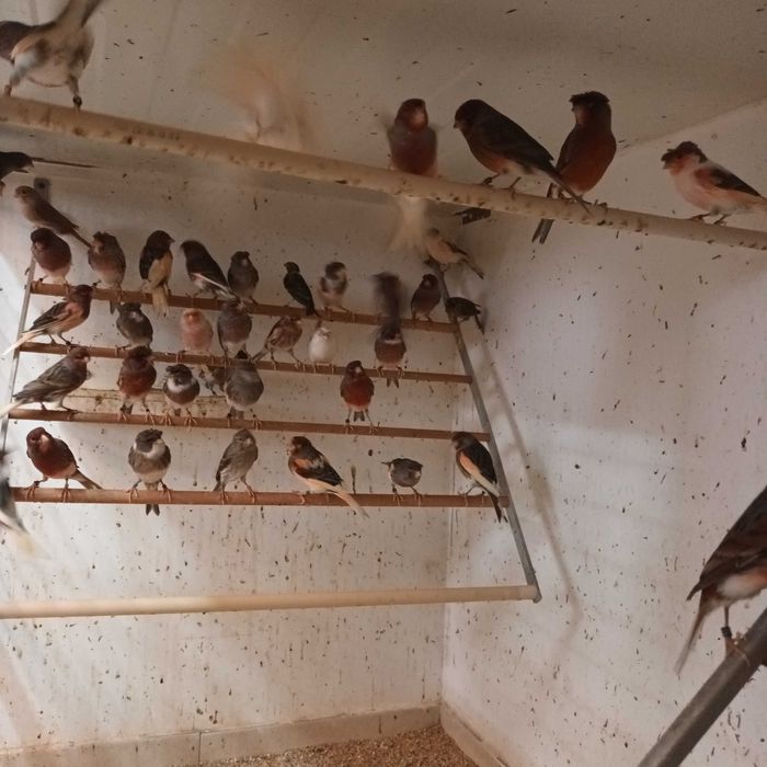 Canarios vermelhos e outros