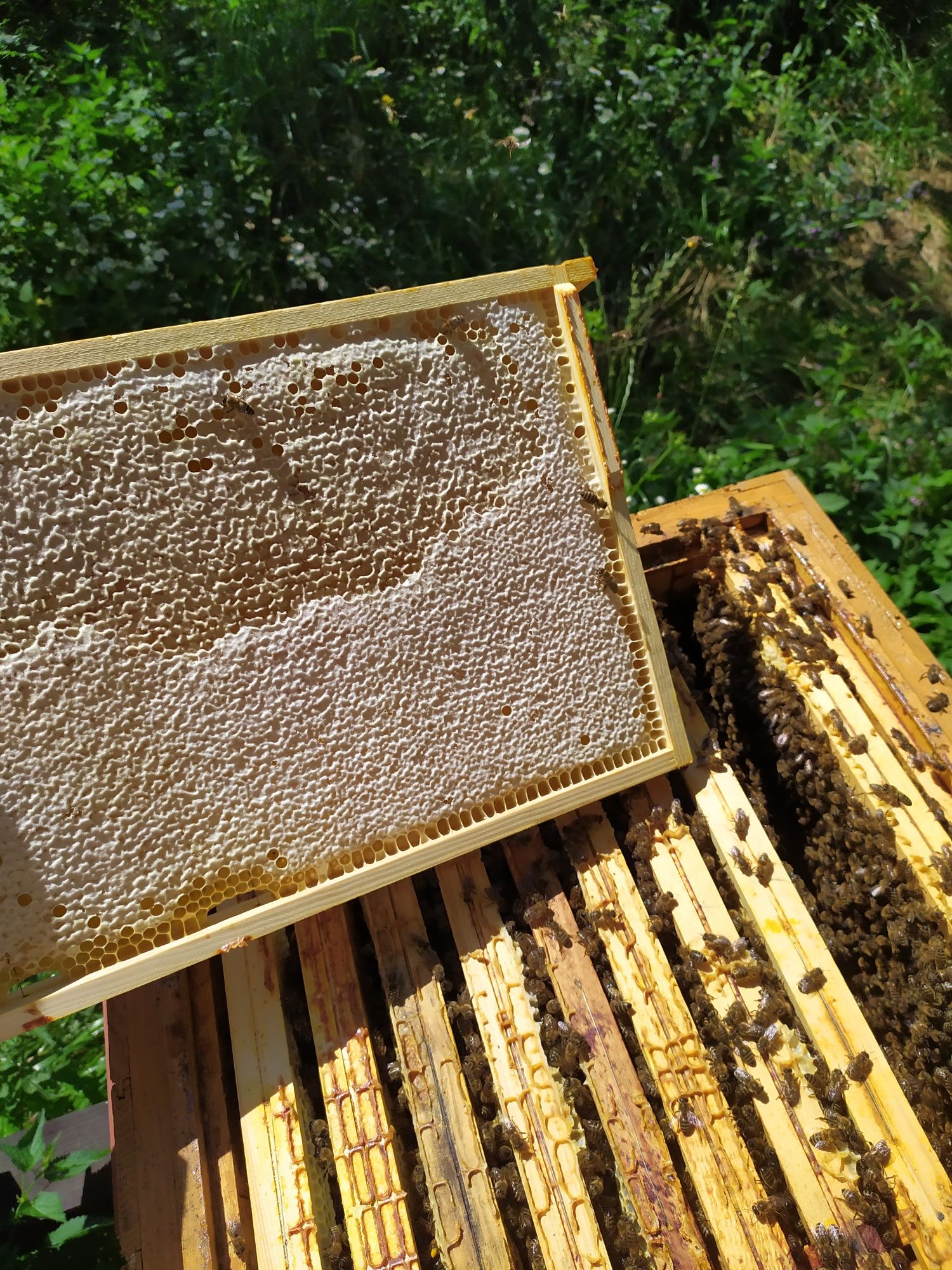 Odkłady pszczele pszczoły rodziny młode matki