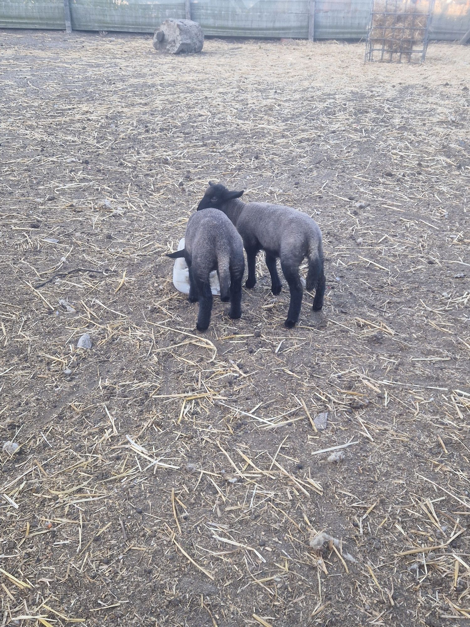 Borregas suffolk puras
