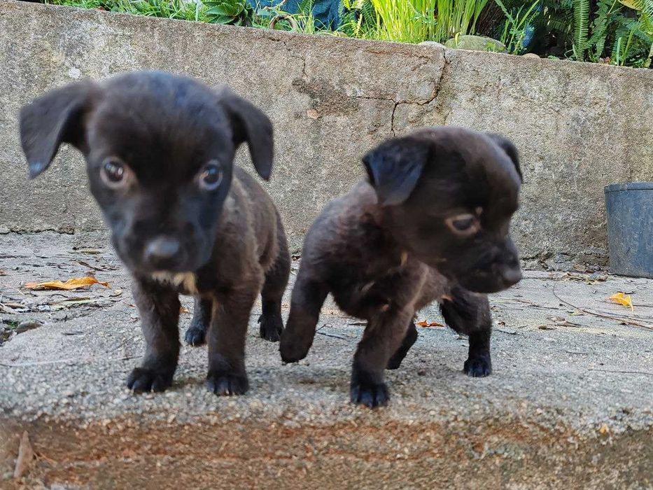 cachorrinhos para adopção por quem tiver condições económicas