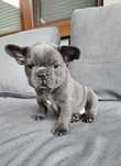 Buldog Francuski Blue z genem lilac samiec