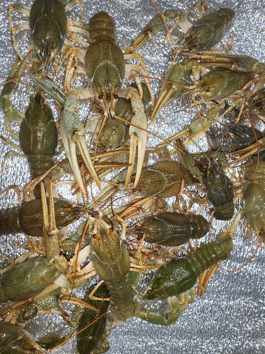 РАКИ  делікатес з чистих водойм