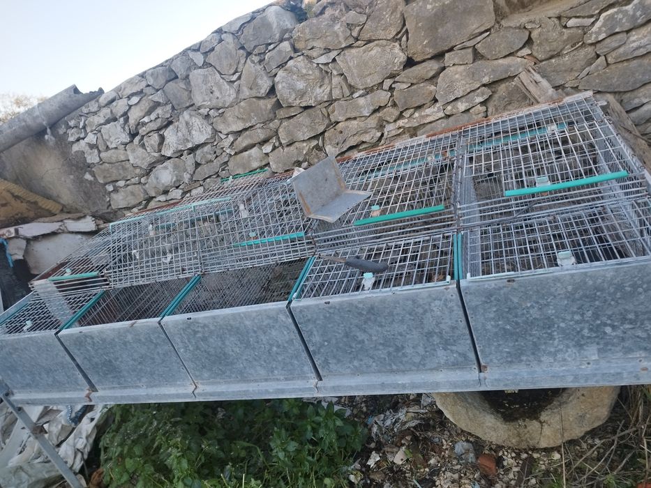 COELHEIRA   como   nova