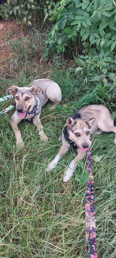 Tofi do pilnej adopcji!