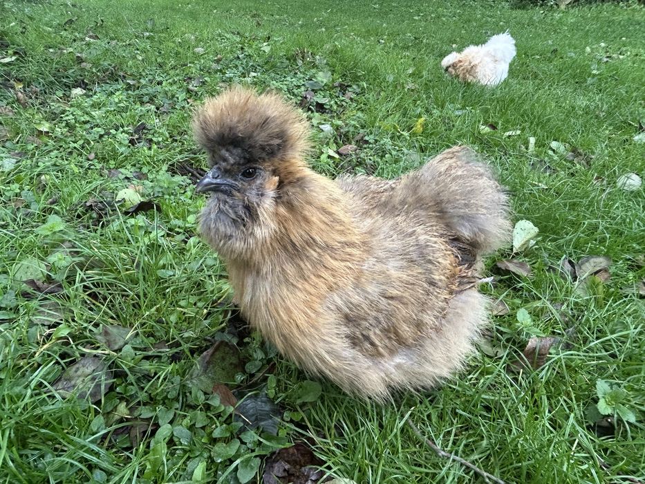 Jajka lęgowe kura silka silki jedwabiste kogut silka