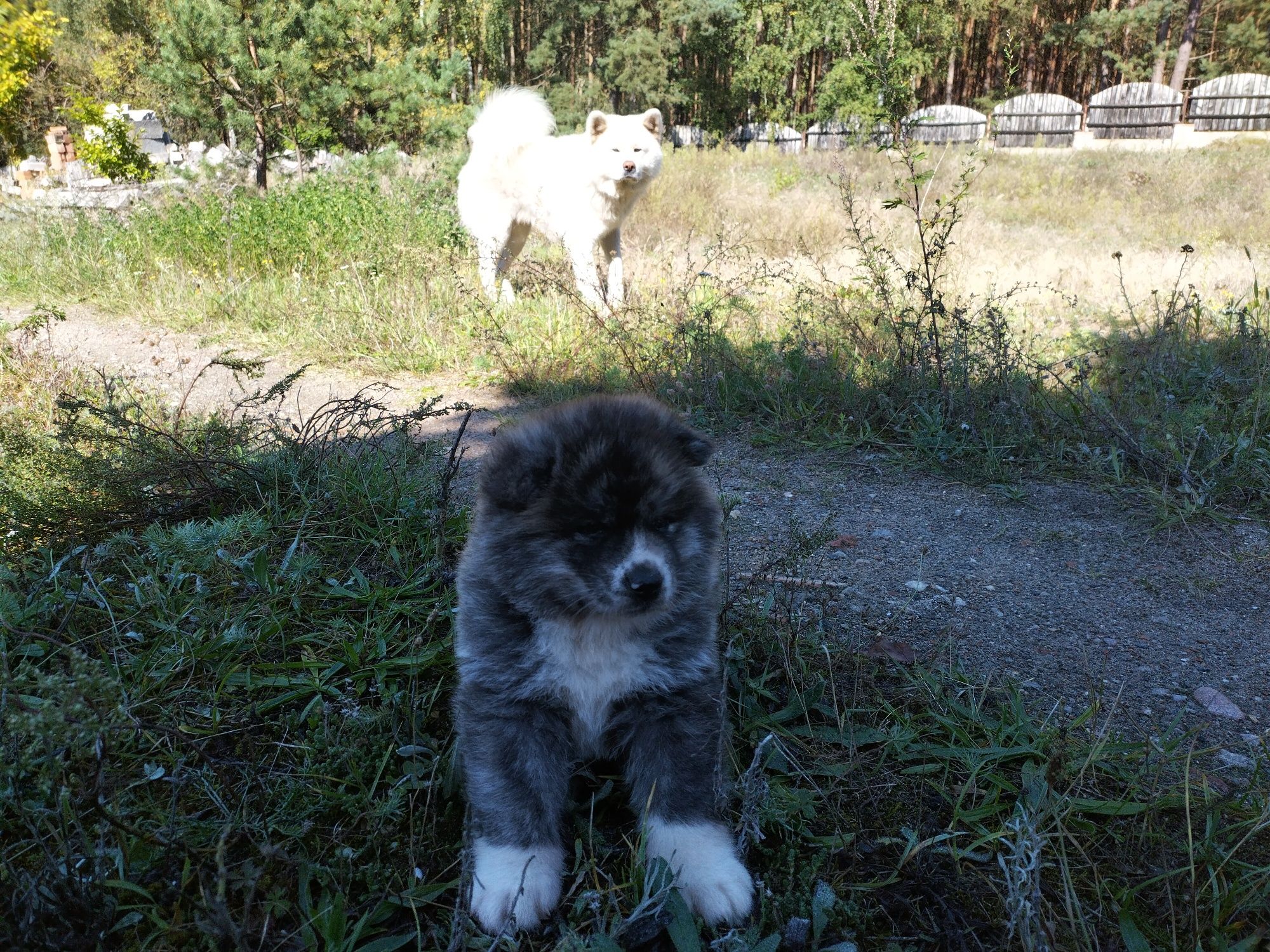 Japońska akita inu - pręgusek