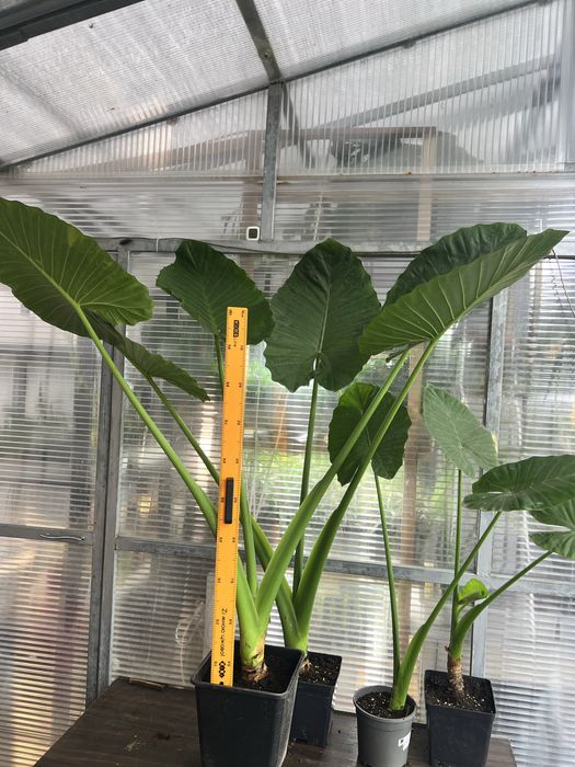 Алоказія (Alocasia odora), слонове вухо
