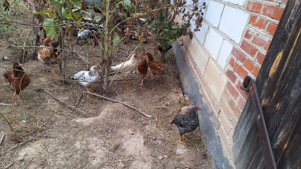 Młode koguty kolorowe 25 zł