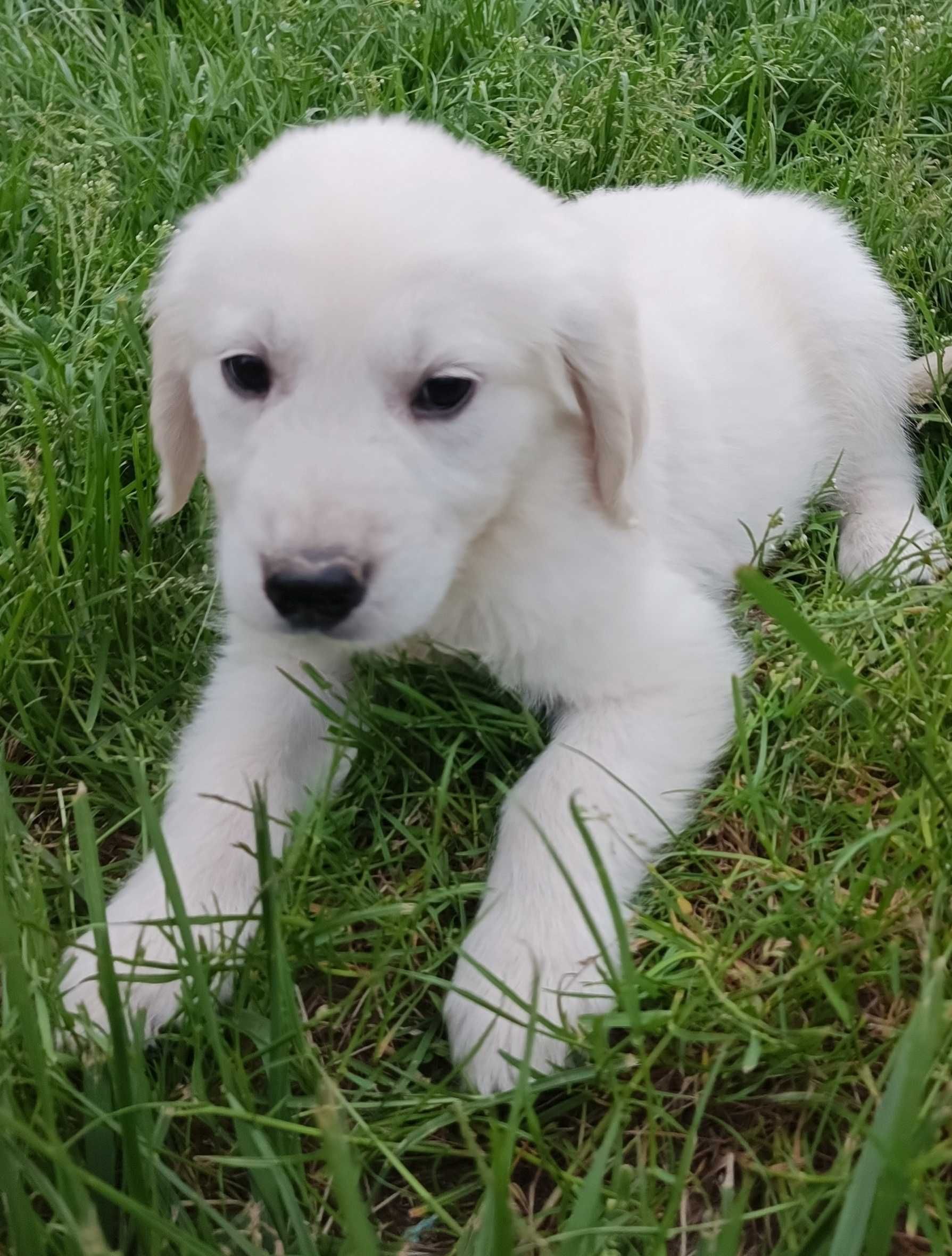 Golden retriever gotowe do odbioru