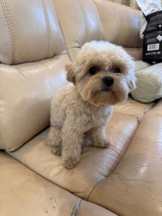 Мальтіпу Ф1, хлопчик, Вязка.