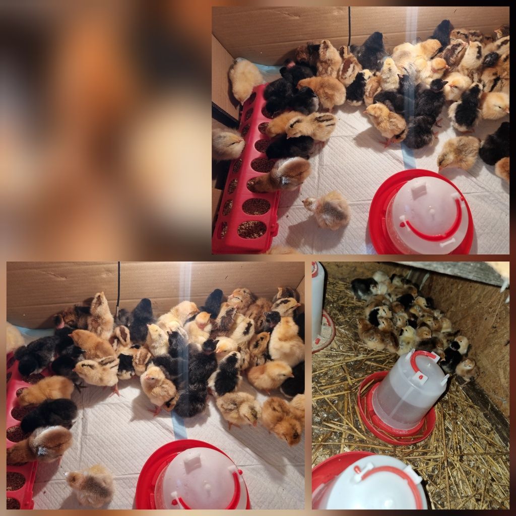 Witam Jajka lęgowe mix wysokie zależenie