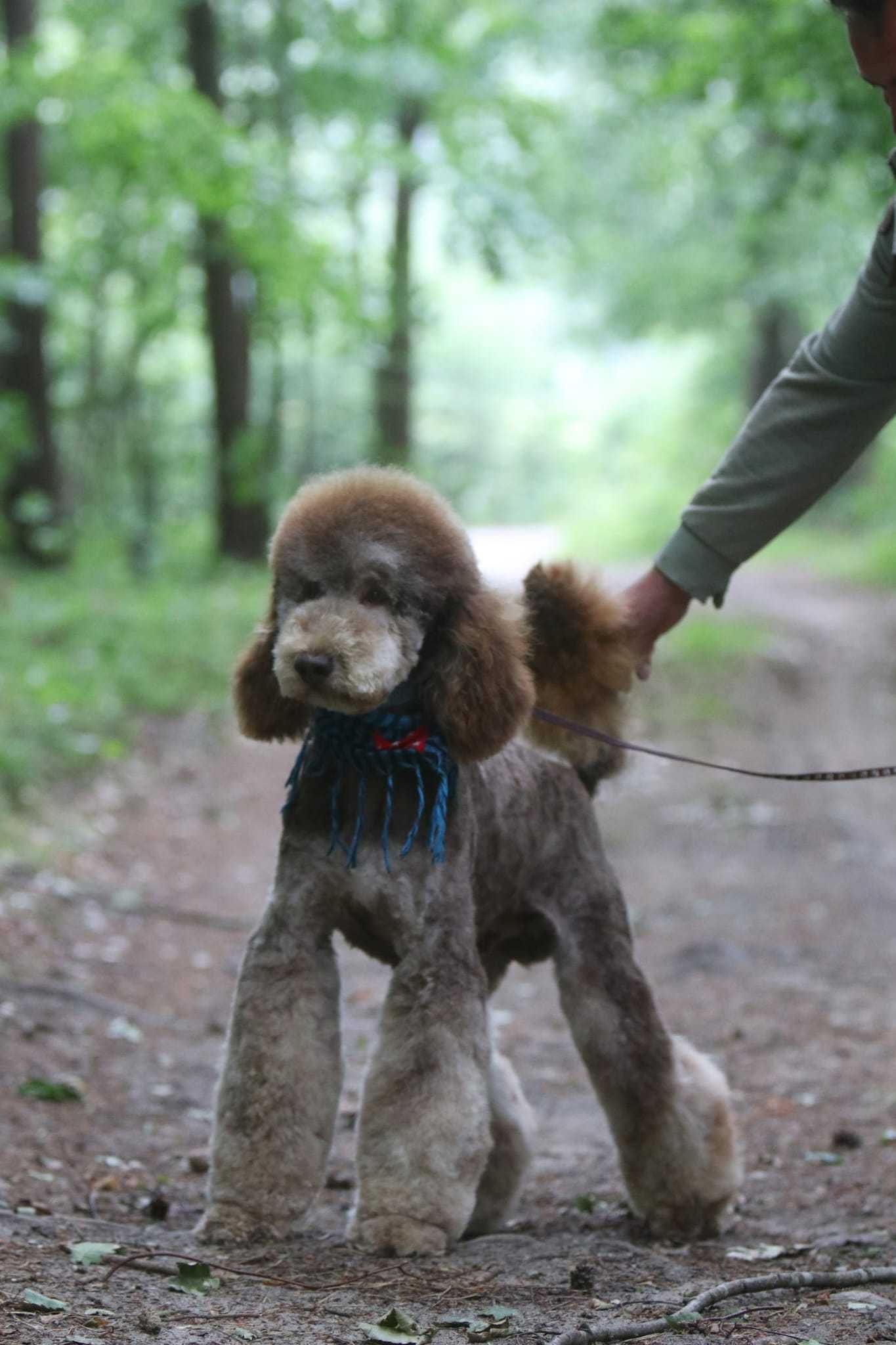 PUDEL królewski duży poodle pies/samiec Choco Tan RALPHI Poodle
